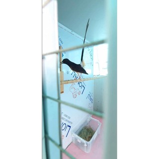 [Mã PET20K giảm 20K đơn 250K] Vòng /nhẫn đeo chân chim choè lửa , than , yến phụng...