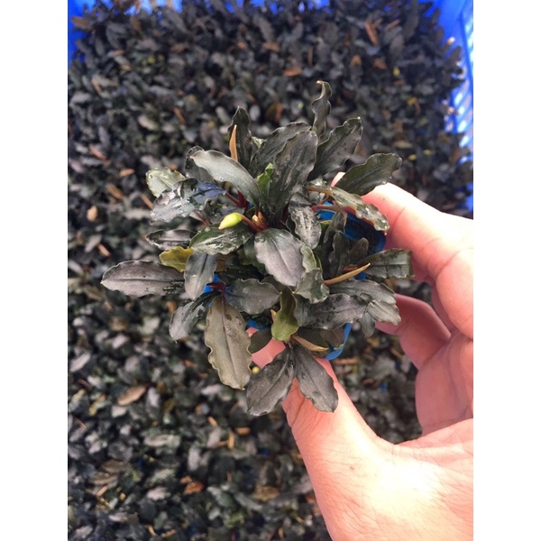 Bucep tím - Cây thuỷ sinh