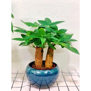 [HÀNG TUYỂN CHỌN]] Cây Kim Ngân 3 gốc