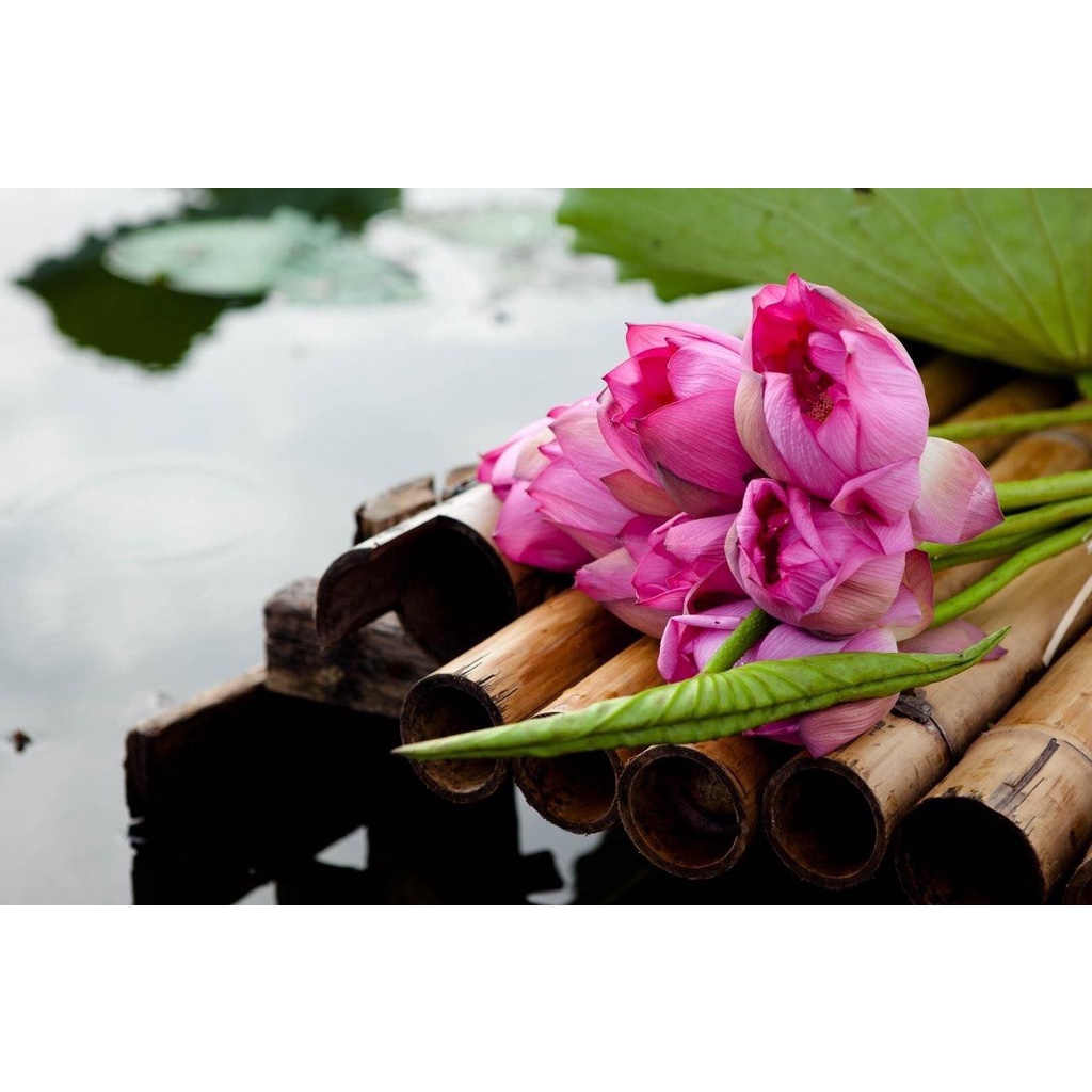 Toner Hoa Sen Thanh Khiết-2022