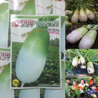 50 HẠT CỦ CẢI HÀN QUỐC TÁCH GÓI 12gr HÀNG NHẬP KHẨU