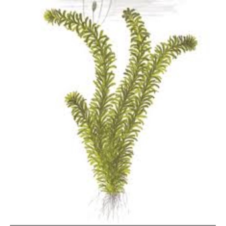 🌿Rong đuôi chó thủy sinh 10k/8~15 cây 🌿