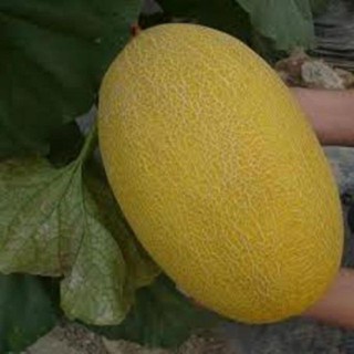 Hạt Giống Dưa Lưới Lõi Vàng Oval  (10 hạt)