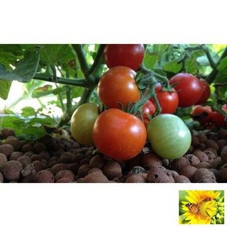 Hạt giống Cà chua F1 (MV)