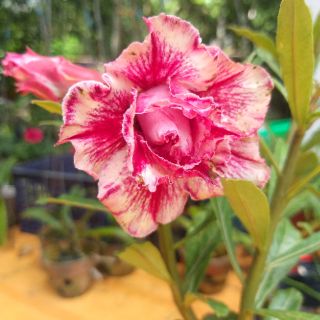 Cây sứ thái ghép