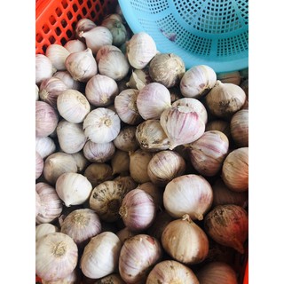 Tỏi cô đơn 500gram