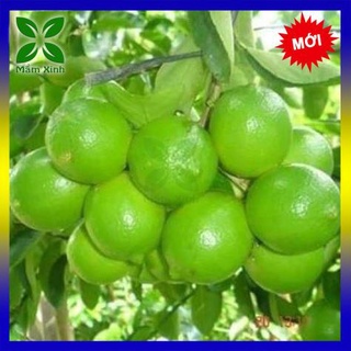 Cây chanh ta, cây chanh tứ quý chiết cành