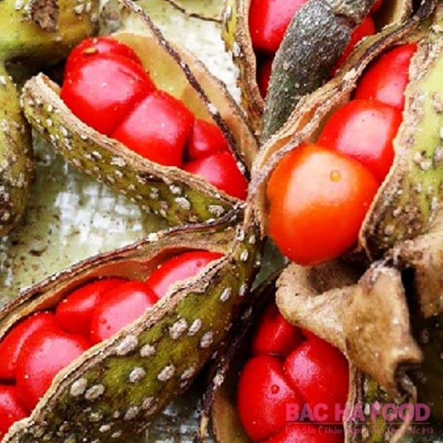 CÂY DỔI GIỐNG