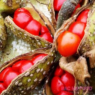 CÂY DỔI GIỐNG