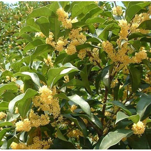 Cây mộc hương, cây mộc,  quế hoa cao 1m