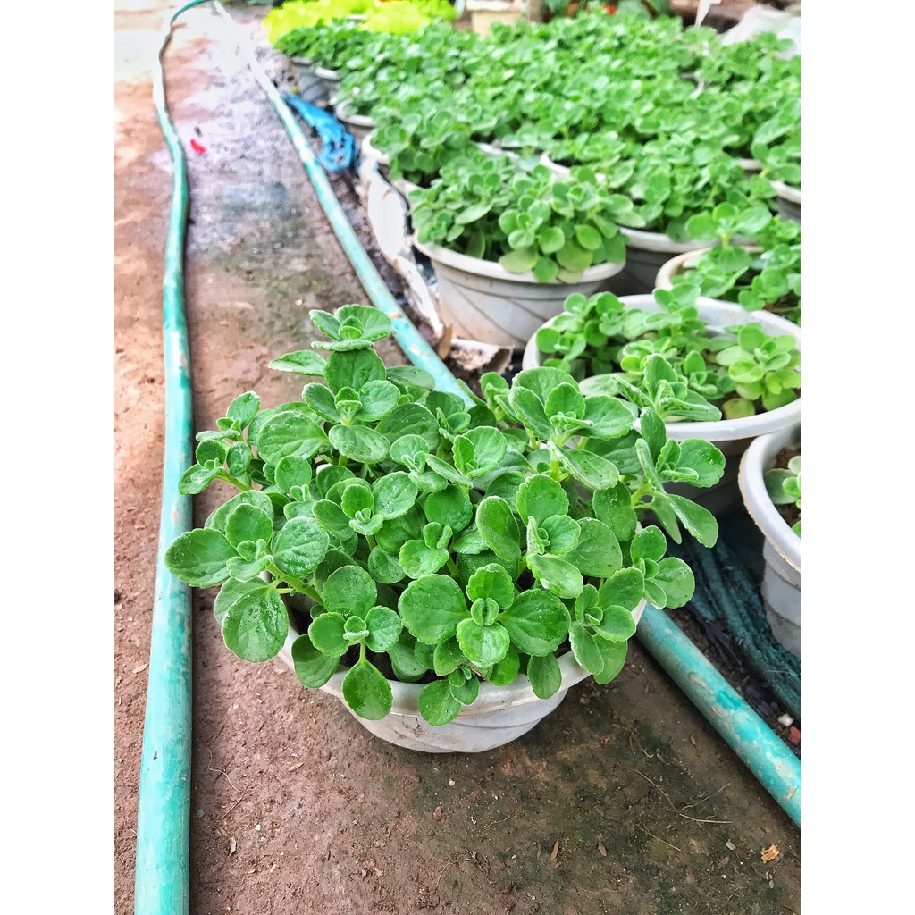 Cây sen đá thơm - Nhất mạt hương ⚡️GIÁ GỐC TẠI VƯỜN⚡️ đường kính 20-25 cm dễ chăm sóc thích hợp trang trí nội thất