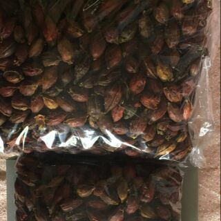 Quả dành dành khô -(handmade) tạo màu vàng tự nhiên