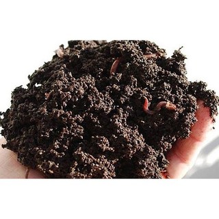 Phân trùn quế nguyên chất giàu dinh dưỡng - gói 500 gram