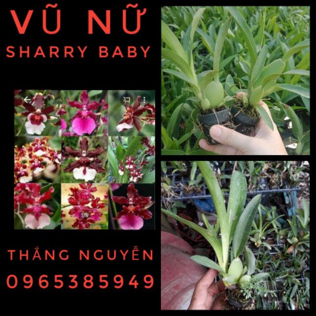 Vũ nữ sharry baby hoa thơm