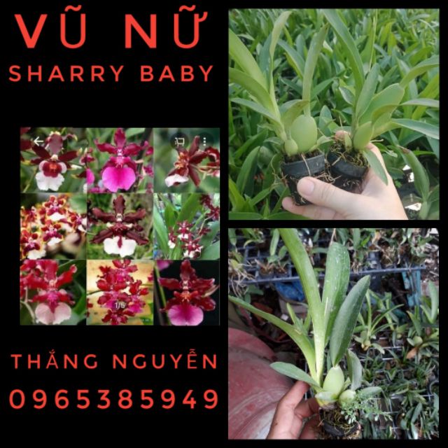 Vũ nữ sharry baby hoa thơm