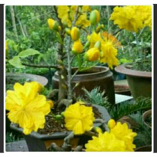 Cây mai đại lộc 36 cánh