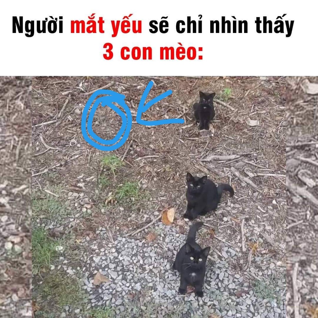 Trong Ảnh có 4 con mèo