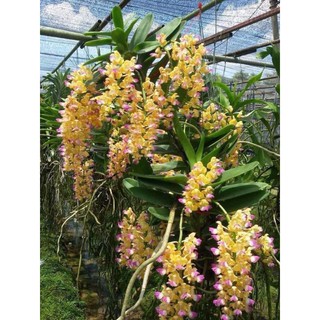 Lan Hoàng nhạn Thái cây giống