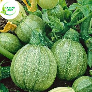 Hạt giống Bí Ngòi Trái Tròn (Bí ngồi Tròn) Dễ Trồng, Trái Rất Sai, Ngon, Ngọt (gói 1 gr) - Hạt giống Rạng Đông