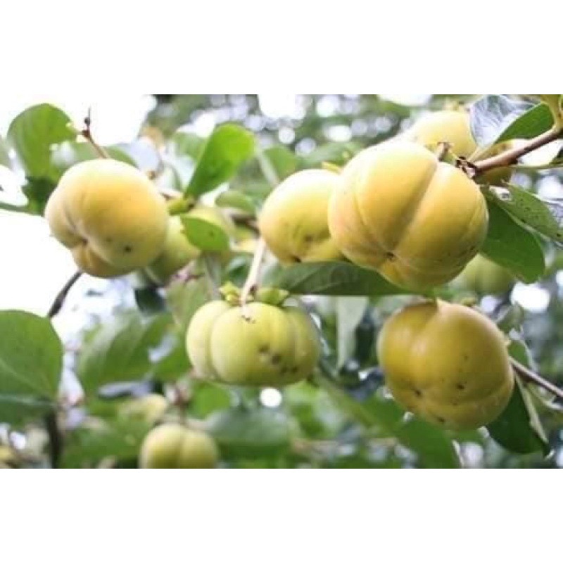 Cây hồng giòn Nhật Bản