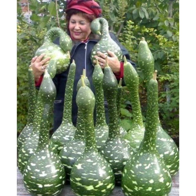 1 gói Hạt giống bầu thiên nga, gói 10 hạt