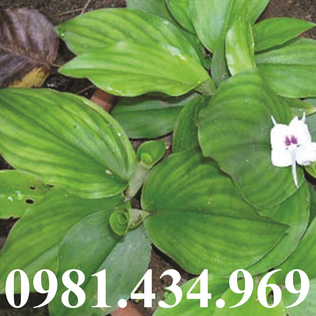 Địa Liền Tươi 01kg sp5