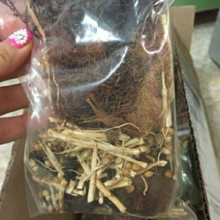 Sâm mía lau thảo mộc khô
