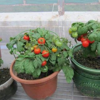 CÀ CHUA BI LÙN ĐỎ