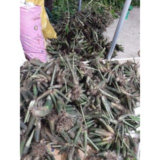Địa lan Hạc Đỉnh Vàng (củ nhỏ)