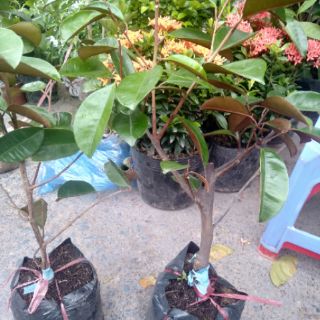 Cây giống vú sữa lò rèn
