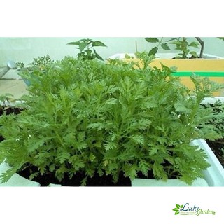 10g Hạt giống Rau Tần ô XTRA