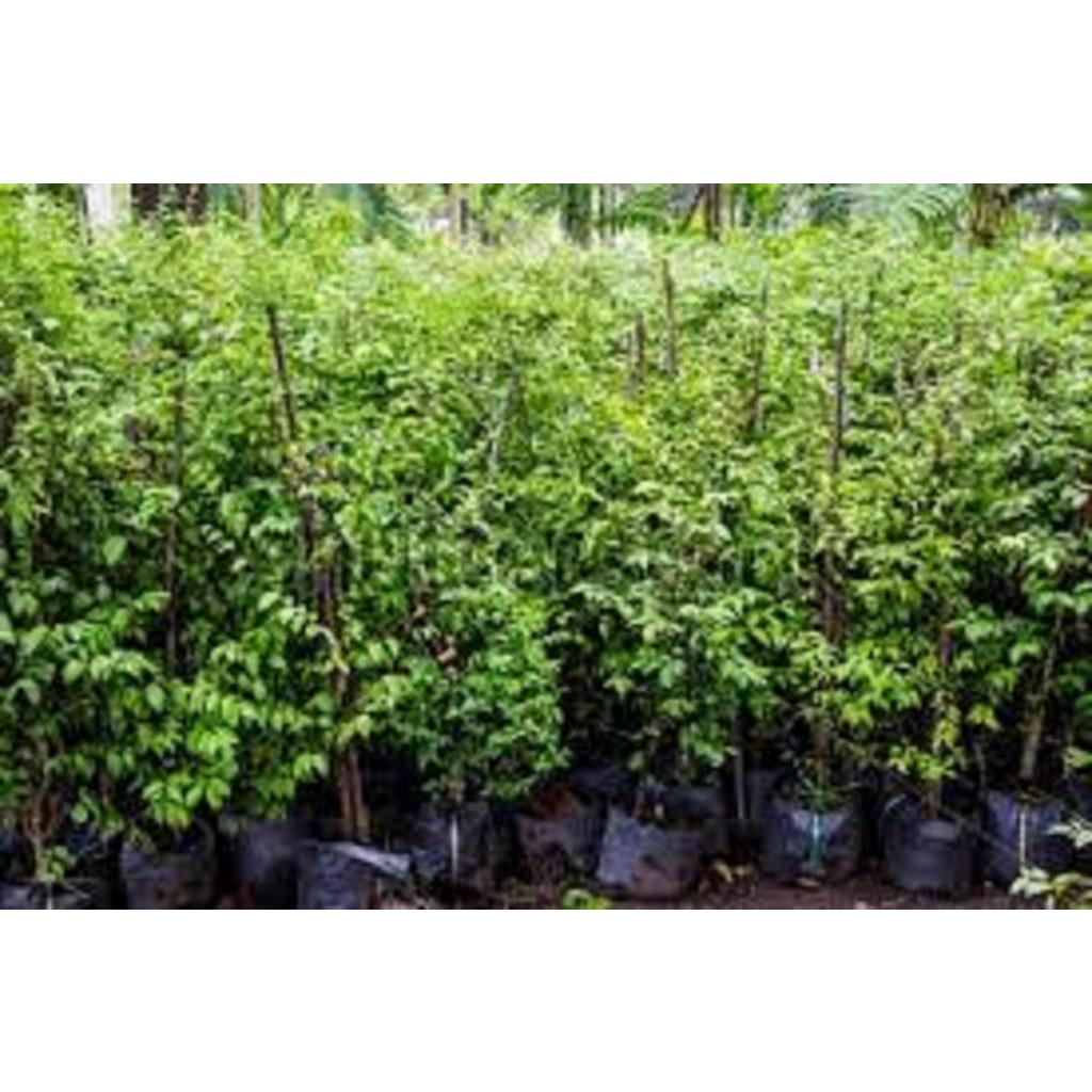CHẬU CÂY MAI CHIẾU THỦY  VƯỢNG PHONG THỦY + Tặng 02 cây nhót ngọt