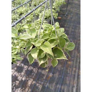 Cây càng cua cẩm thạch