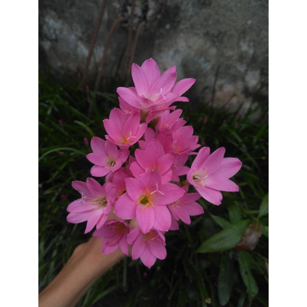 Chậu hoa huệ mưa