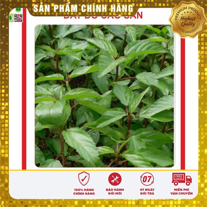 Hạt giống rau Đay Đỏ 20gram