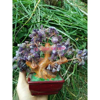 Cây tài lộc 15cm đủ màu
