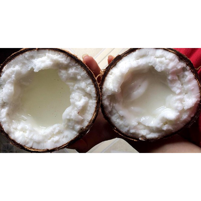 Dừa Sáp đặc ruột loại 1 trái 1 ký