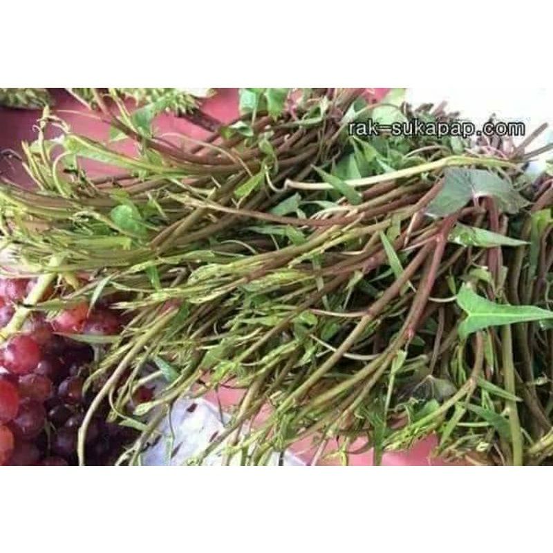 HẠT GIỐNG RAU MUỐNG SIÊU NGỌN Thai Lan
