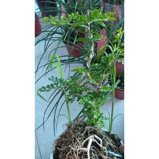[Bonsai] Cây cần thăng bonsai