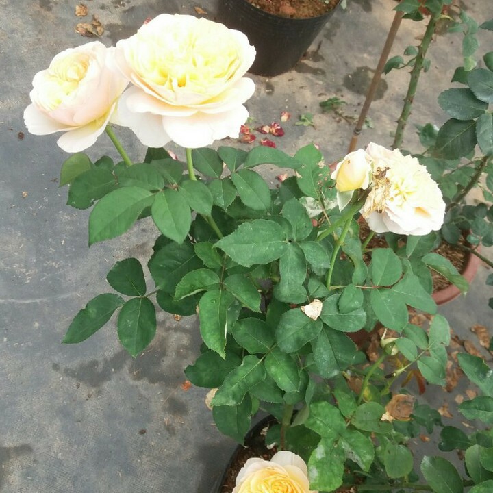 Cây hoa hồng Juliet màu cam cá hồi giống David Austin