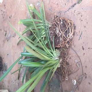 Hoa phong lan kiếm treo ( dừa)