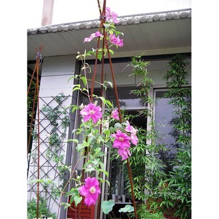 hạt giống hoa ông lão f1
