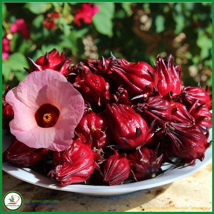 Hạt giống hoa Bụp giấm  - 15 hạt