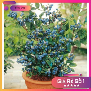 Hạt giống Việt quất (30 hạt)