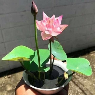 10  hạt sen mini nhật đủ màu