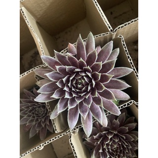 COMBO 5 CHẬU PHẬT BÀ 9CM 200k