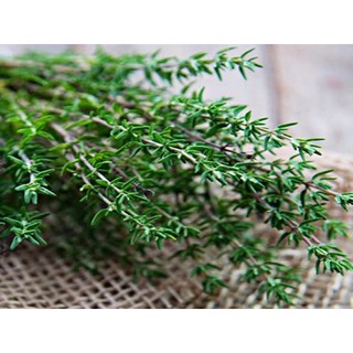 Lá xạ hương (thyme) - (Chỉ giao ở Tp. Hcm)