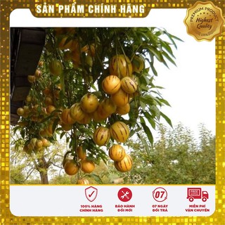 Hạt Giống Dưa Pepino (dưa sọc vàng)