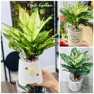Cây ngọc ngân để bàn kèm chậu vẽ miễn phí ( tặng phụ kiện trang trí)