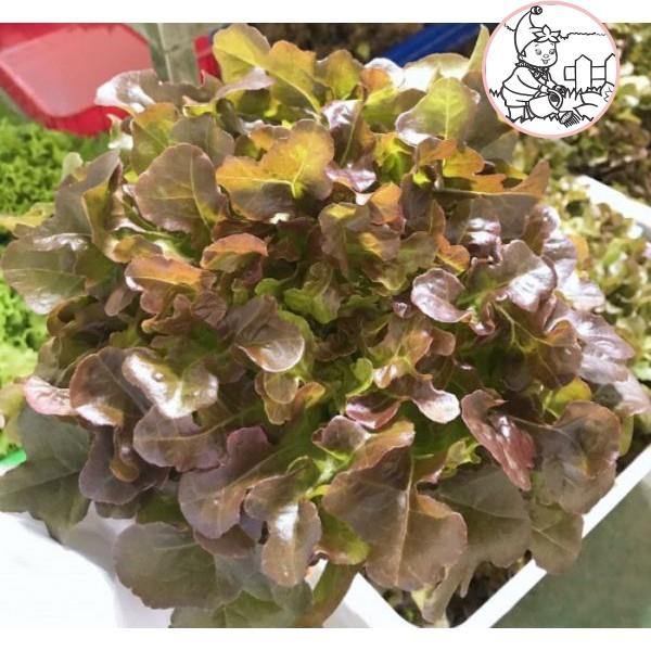 HẠT XÀ LÁCH SỒI ĐỎ OAKLEAF - GÓI 2 GRAM